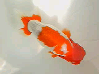 安藤養魚場 jimdo
