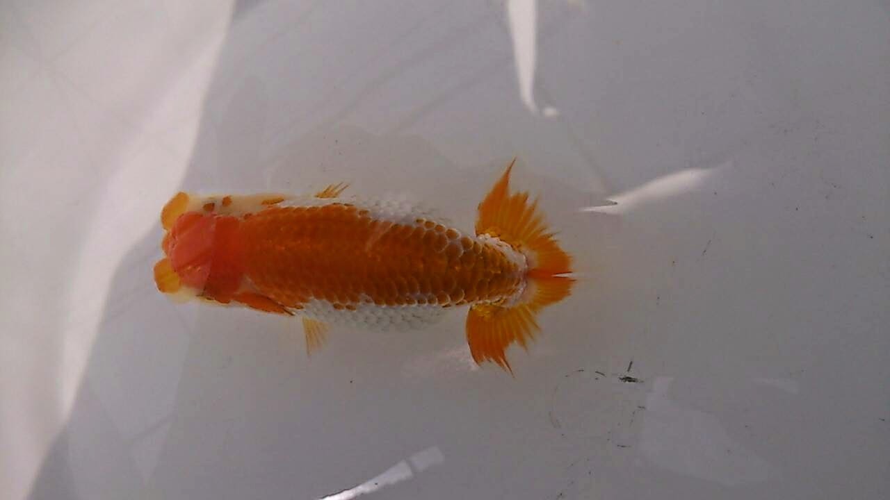 安藤養魚場 jimdo