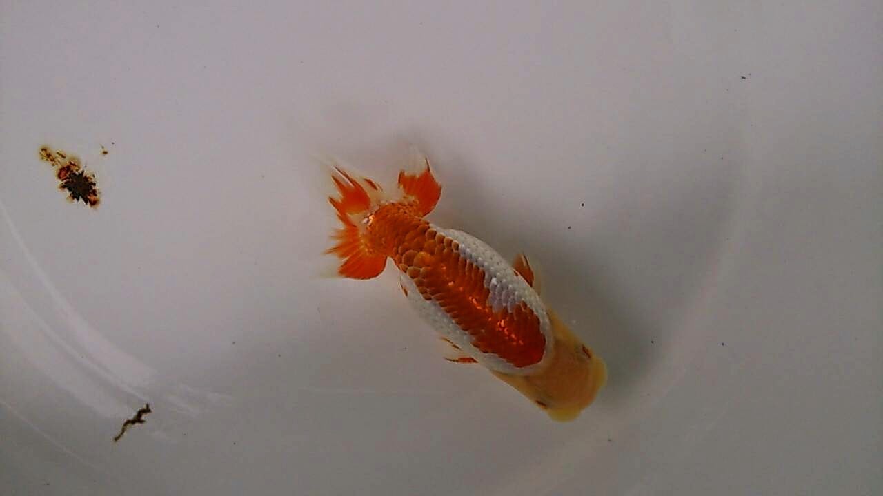 安藤養魚場 jimdo