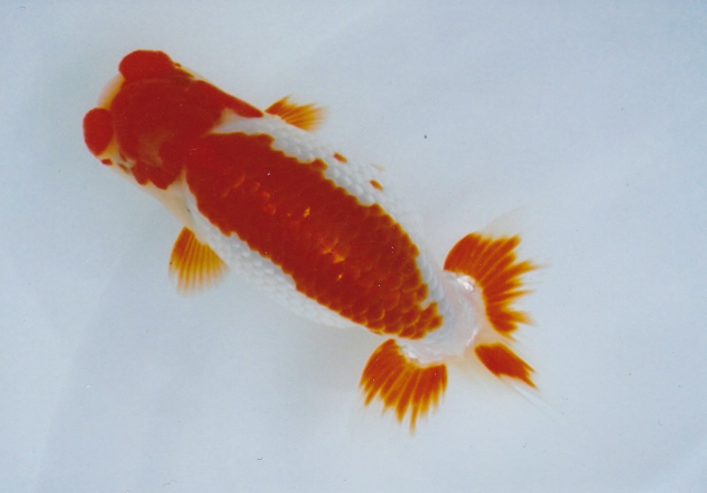 安藤養魚場 jimdo