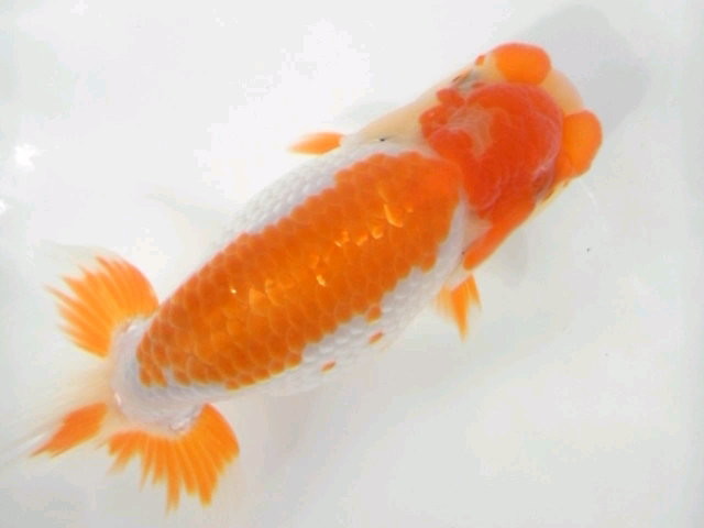 ◆近藤養魚場産＜2018年度産・当歳＞紅白：＜36cm前後＞ 雌雄不明 同梱不可◇近藤養魚場産＜2018年度産・2歳＞紅白：＜34cm前後＞