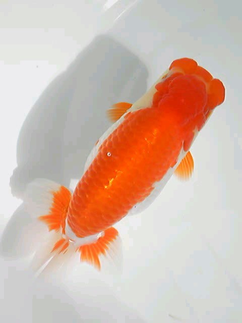 安藤養魚場 jimdo