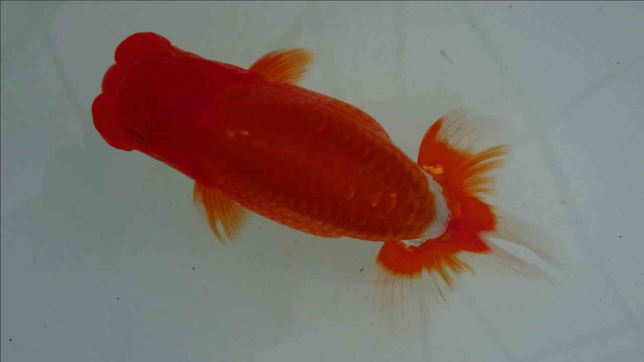 ◆近藤養魚場産＜2018年度産・当歳＞紅白：＜36cm前後＞ 雌雄不明 同梱不可◇近藤養魚場産＜2018年度産・2歳＞紅白：＜34cm前後＞