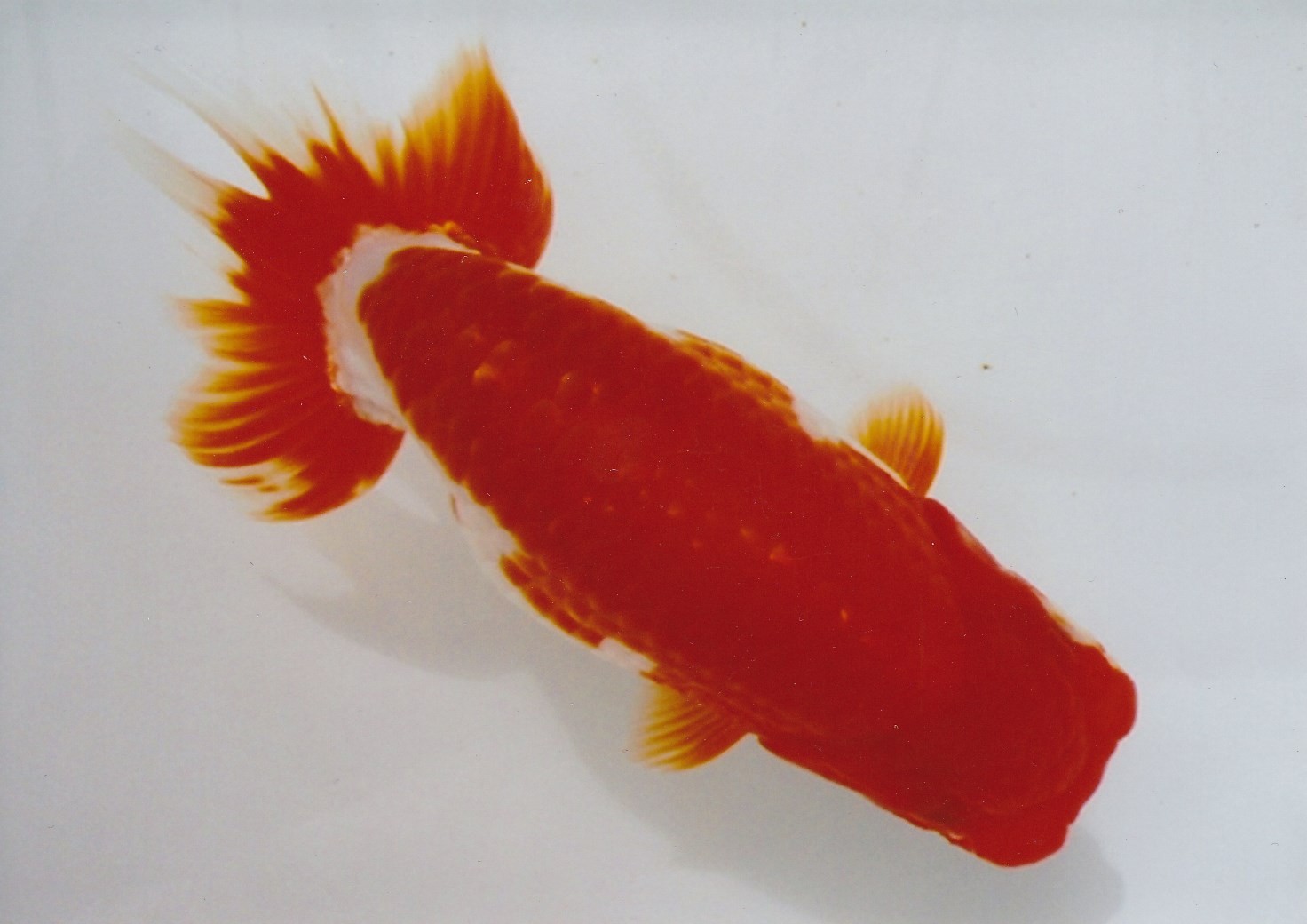 安藤養魚場 jimdo