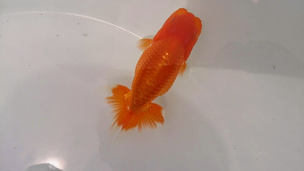 安藤養魚場 jimdo