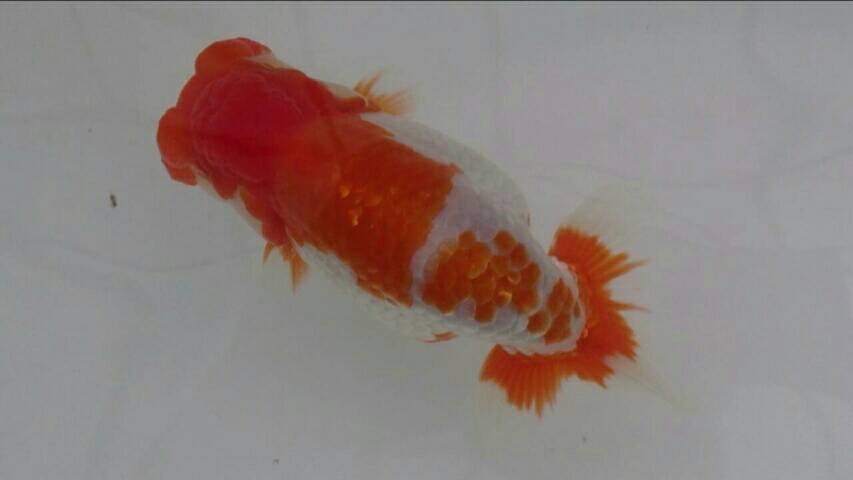 安藤養魚場・受賞歴一覧 - 森町・安藤養魚場