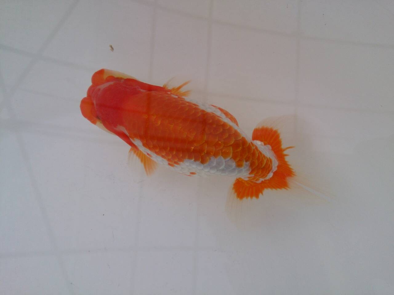 安藤養魚場 jimdo