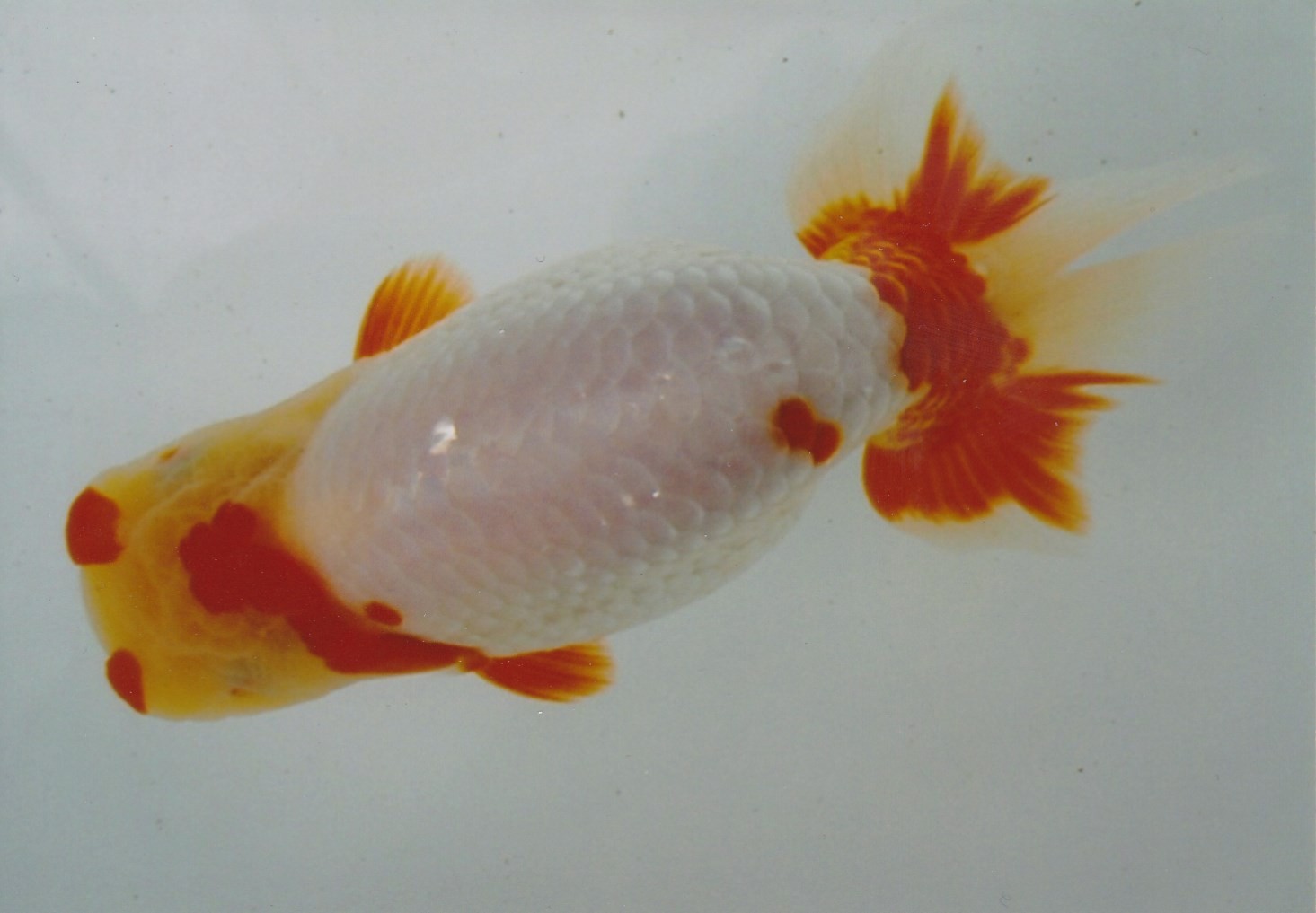 安藤養魚場 jimdo