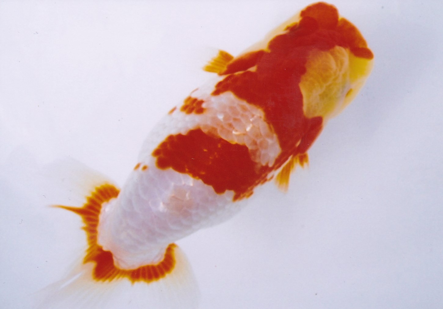 安藤養魚場 jimdo