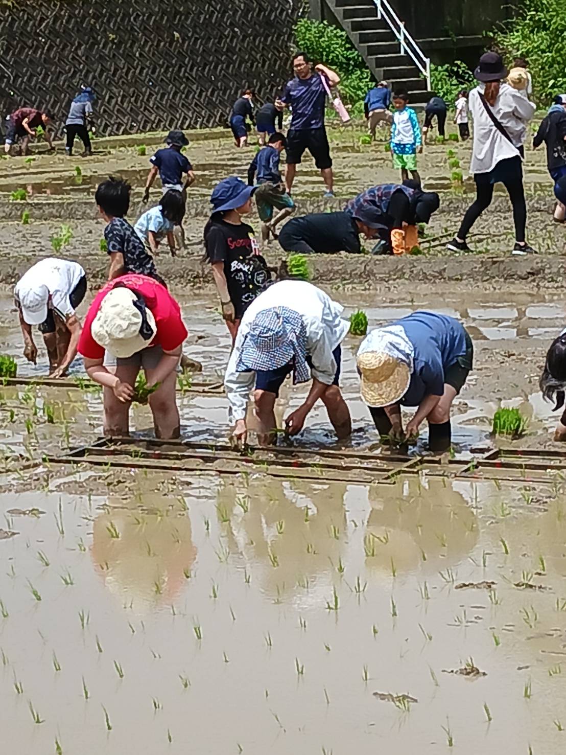 【Lifestyleせいわ】田植え大会in緑豊舎に参加しました！