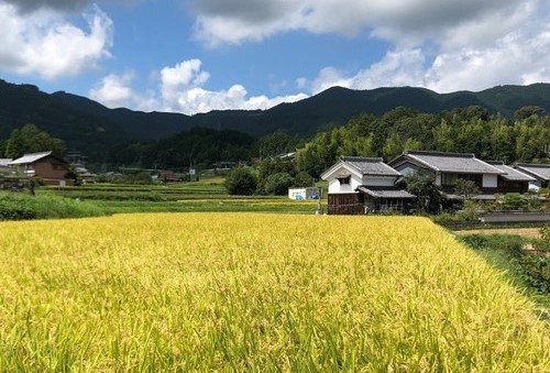rice field in Ogi village