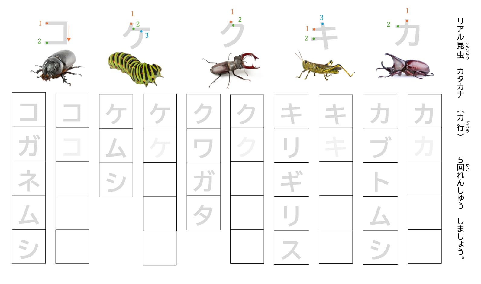 リアル昆虫カタカナ