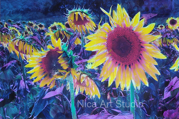 Sonnenblumen, 2018, 20 x 20 cm, Fotografie mit Ölfarbe, in der Galerie KuRa Hamburg