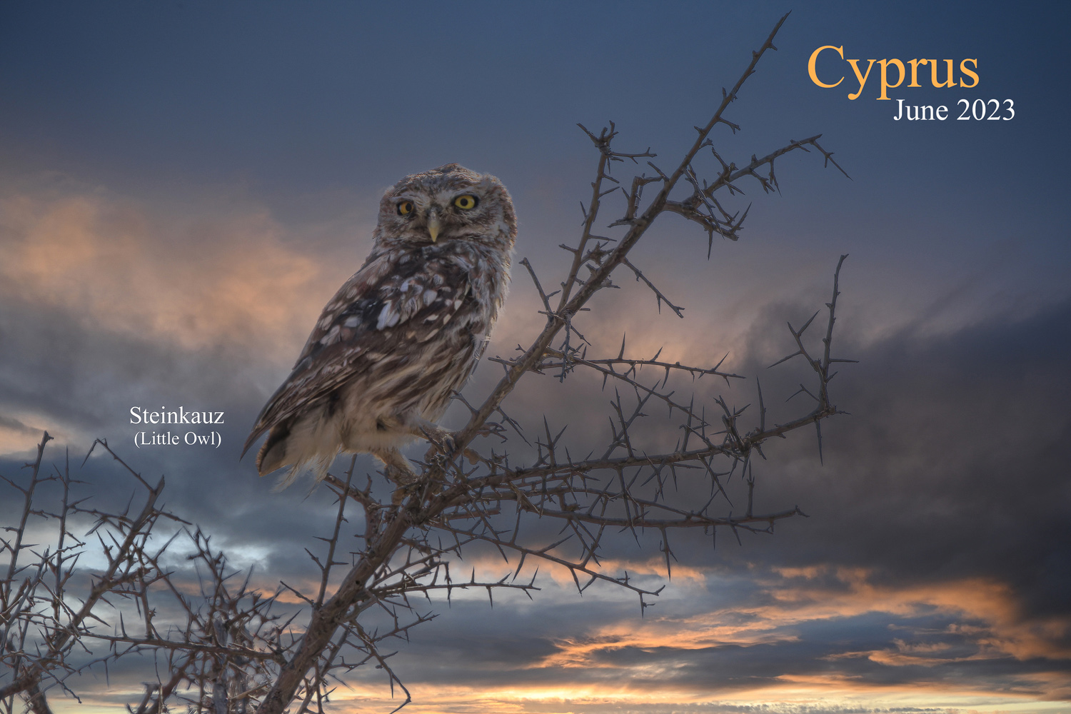 Steinkauz-Zypern / Little Owl-Cyprus