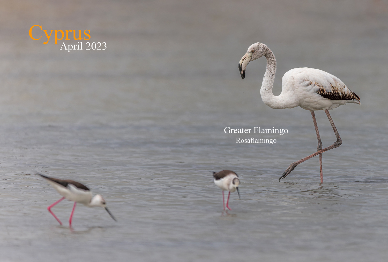 Rosaflamingo - Zypern / Greater Flamingo - Cyprus