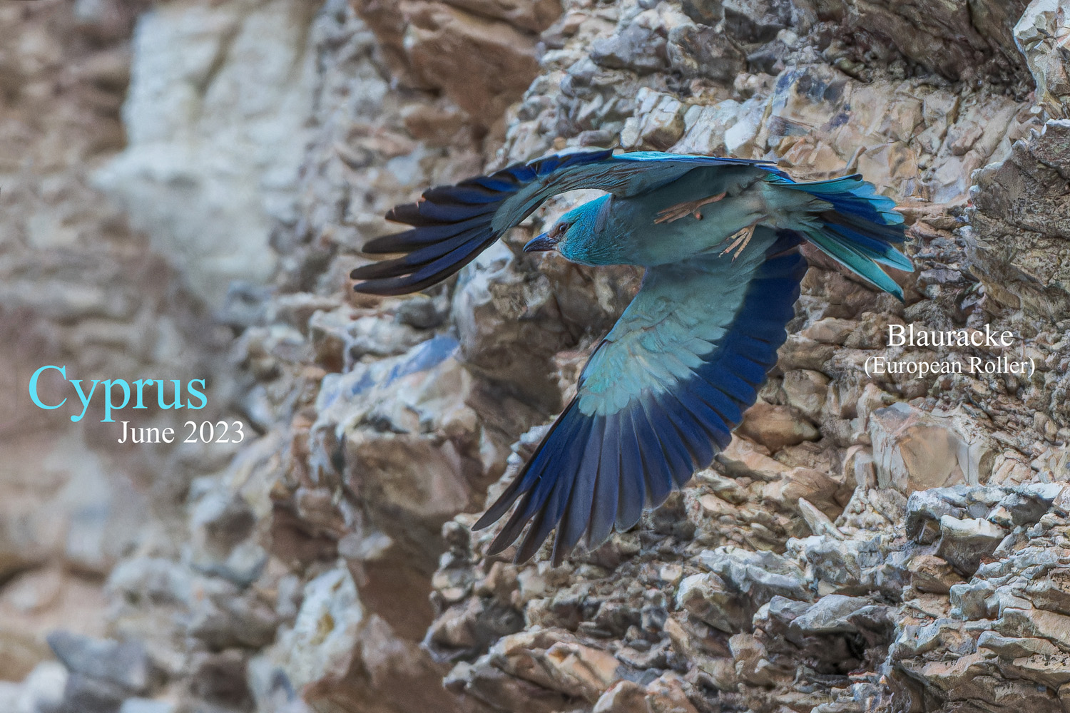 Blauracke-Zypern / European-Roller-Cyprus