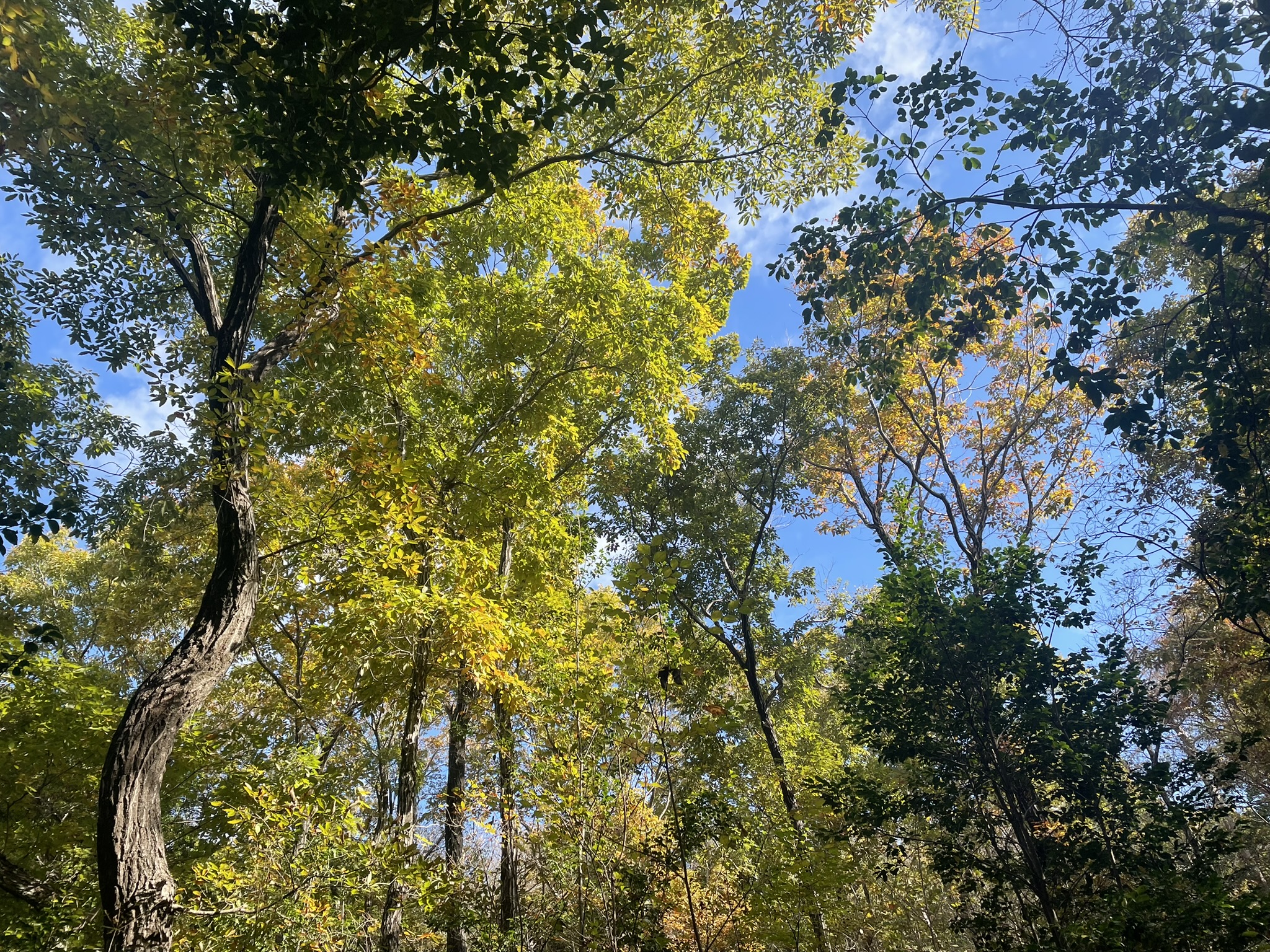 2025年1月～6月 - ナシオン創造の森育成会, image size:2048x1536