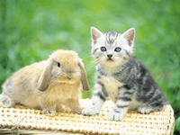 ペット　うさぎと猫（イメージ写真）