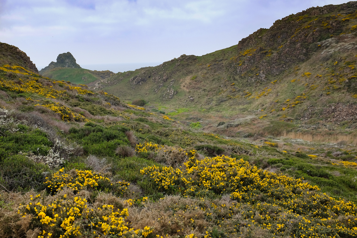 Walking back from Kynance Cove, 9th April
