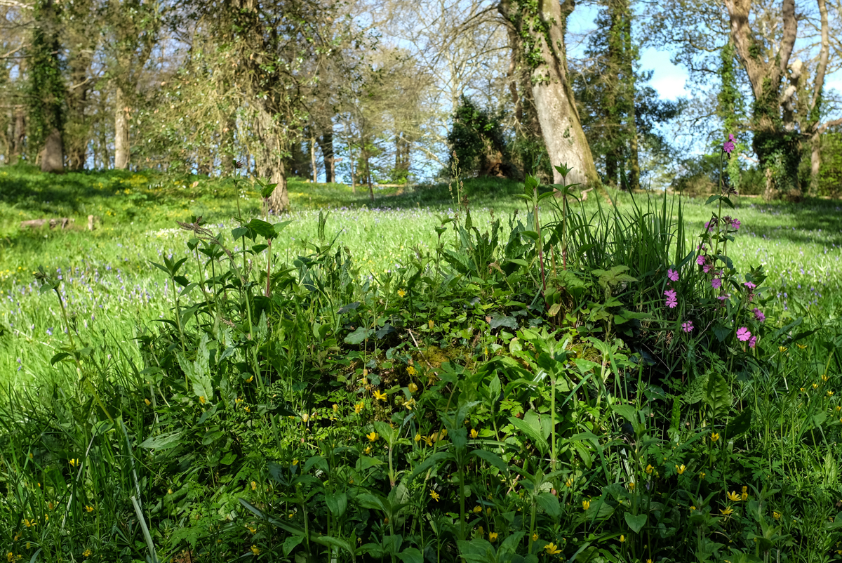 Walking at Penrose to Looe Bar, April 11th