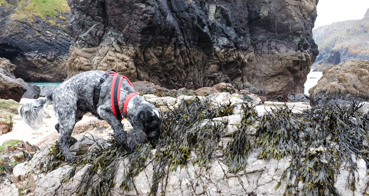 Kynance Cove, 9th April
