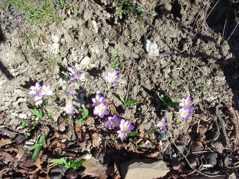 Die ersten Frühlingsboten am Weinberg.