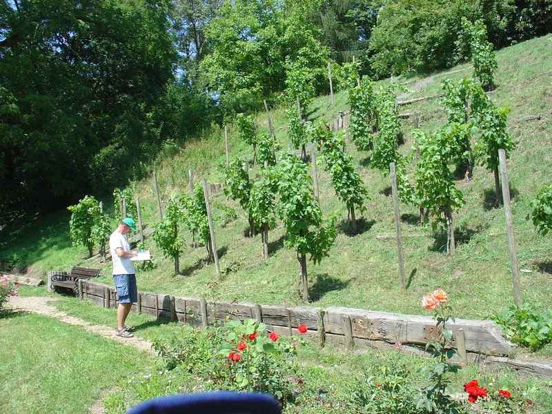 Erste Planungen für den Neuaufbau des Weinbergs.