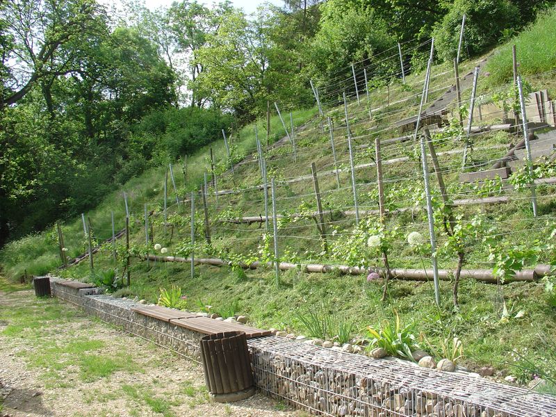 Nach dem Mähen - wieder ein sehenswerter Weinberg!