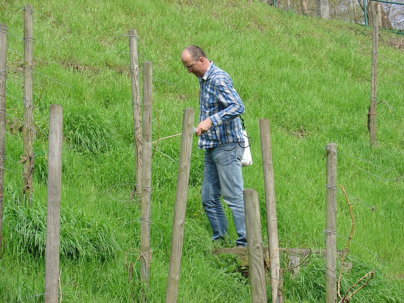 Vorbeugen ist besser als heilen. Unserer Voraustriebsspritzung.