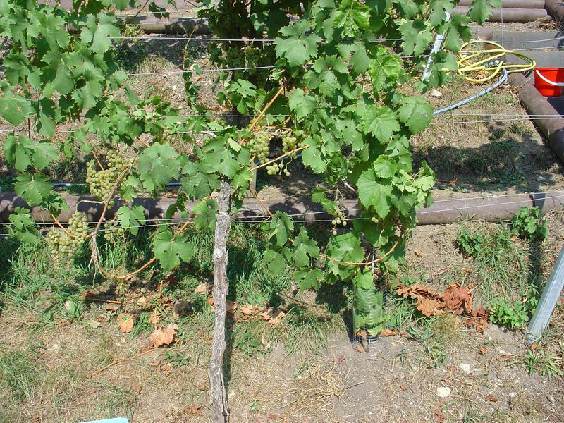 Schöne Müller-Thurgau-Trauben.