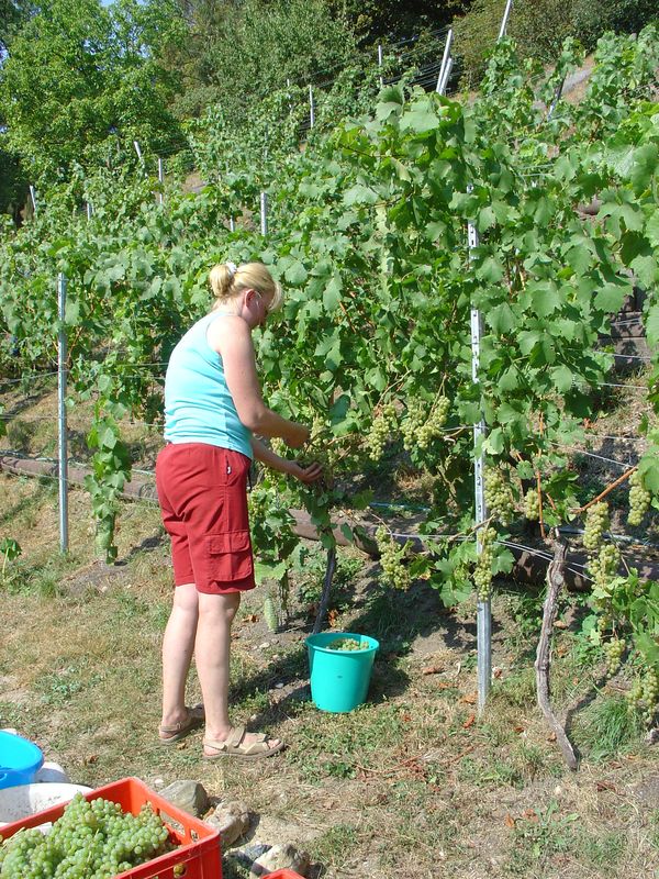 Weinlese 2016, die alten Stöcke tragen teilweise wieder sehr gut.