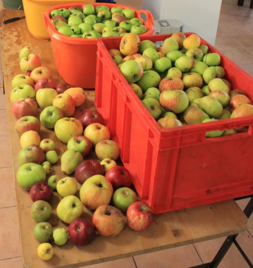 Äpfel aus der Groitzscher Region
