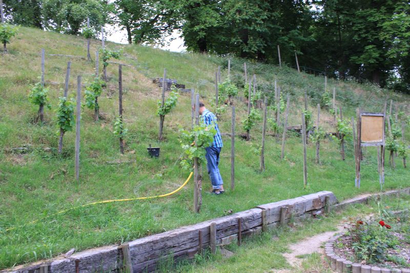 Wasser marsch - unserer Reben haben Durst - nach wochenlanger Trockenheit