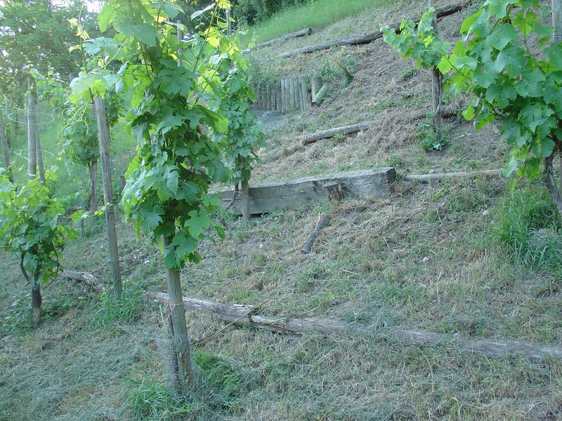 Weinberg - Stöcke stehen gut und Berg wurde gemäht.