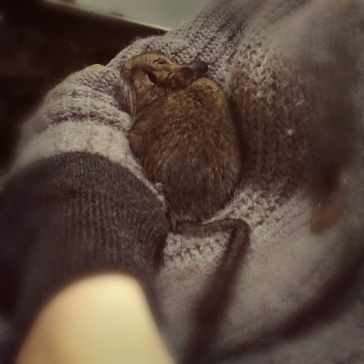 デグーのモイモイ moimoi_made