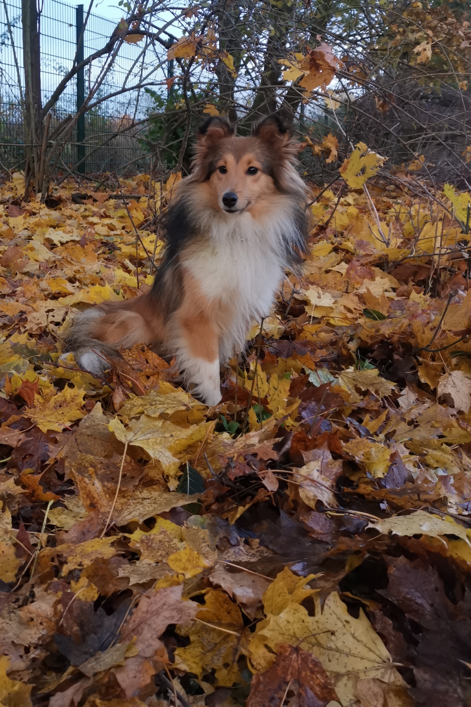 Hailey im Herbstlaub