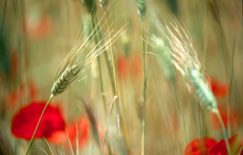 Wheat and red poppies