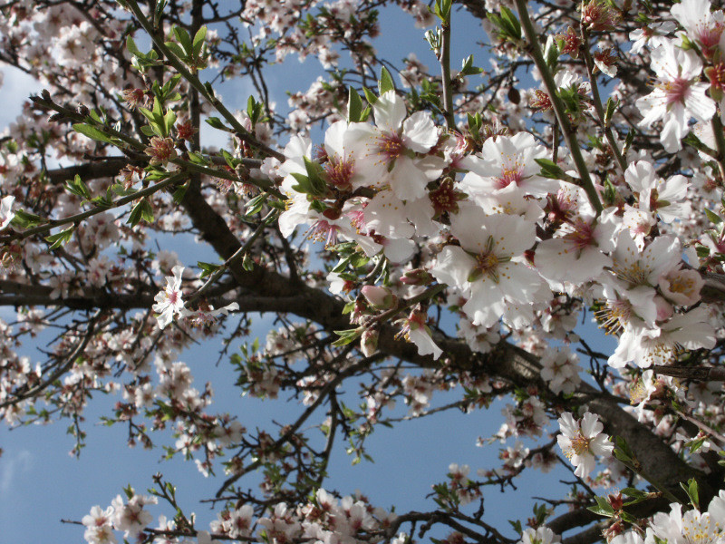 Sardinian almond tree - climate in January