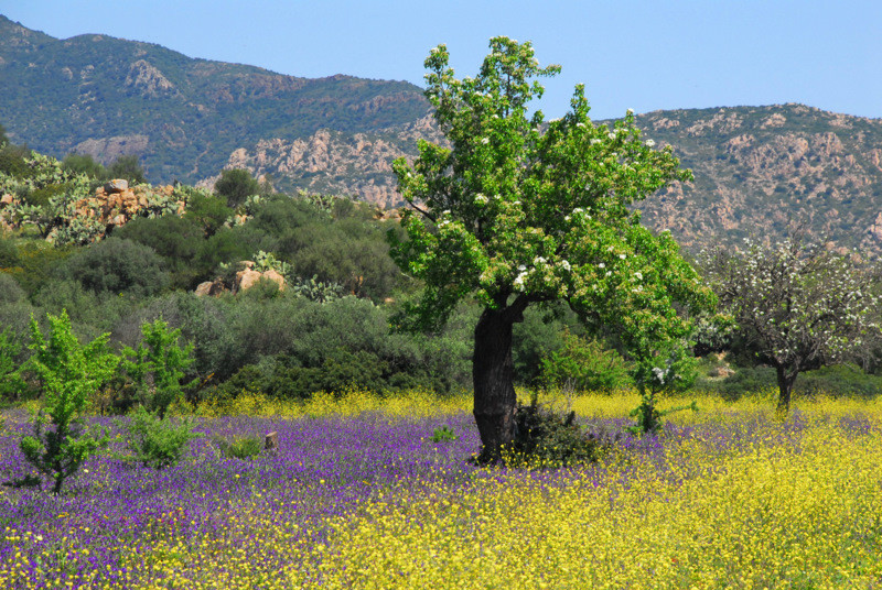 Sardinian flower landscape