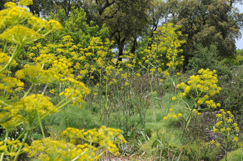 Ferula (rod) flowers