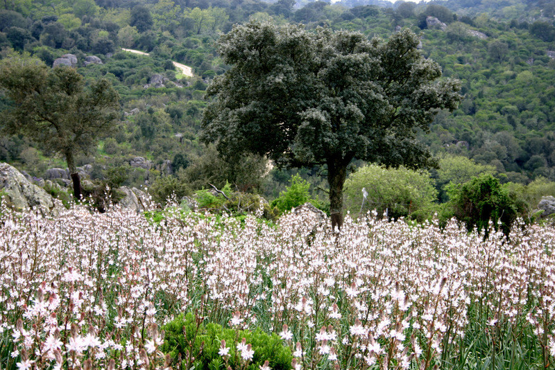 Asphodels in full bloom