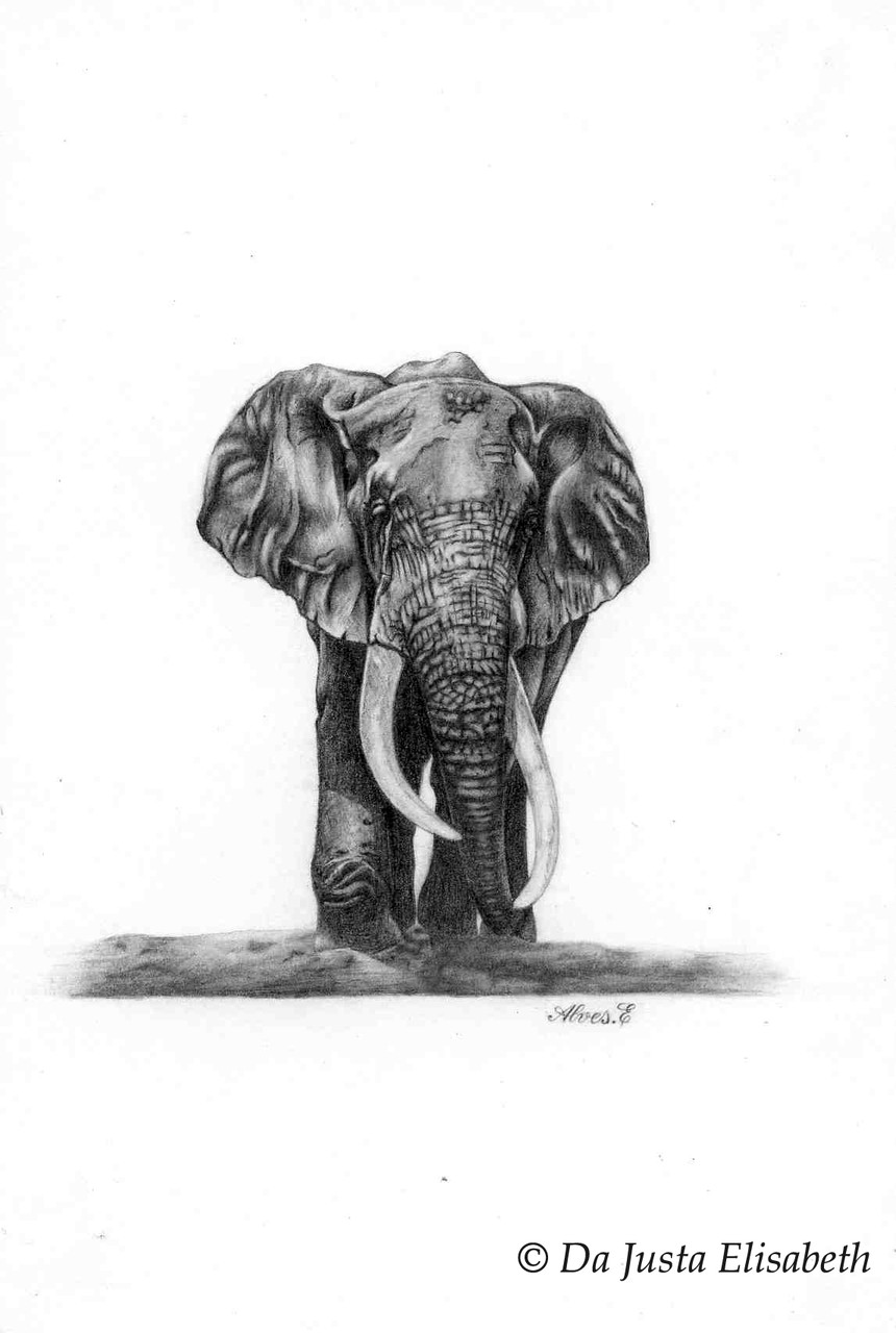 dessin éléphant