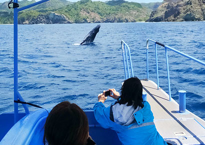世界遺産の自然のフィールドで遊ぼう おすすめの過ごし方をご紹介 小笠原諸島の観光には くつろぎの宿 てつ家 Base Of Tourisum To The Ogasawara Island Please Stay Tetsuya 世界遺産の自然のフィールドで遊ぼう おすすめの過ごし方をご紹介 小笠原諸島の観光には くつろぎの宿 てつ家 Base Of Tourisum To The Ogasawara Island Please Stay Tetsuya