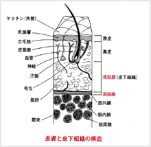 筋膜リリース,深部ファシア,パーソナルトレーニング,肩甲骨,肩,コリ,都立大学,プラスイー,東横線,腰痛,ストレートネック,反り腰,ヨガ