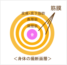 筋膜リリース,深部ファシア,パーソナルトレーニング,肩甲骨,肩,コリ,都立大学,プラスイー,東横線,腰痛,ストレートネック,反り腰,ヨガ