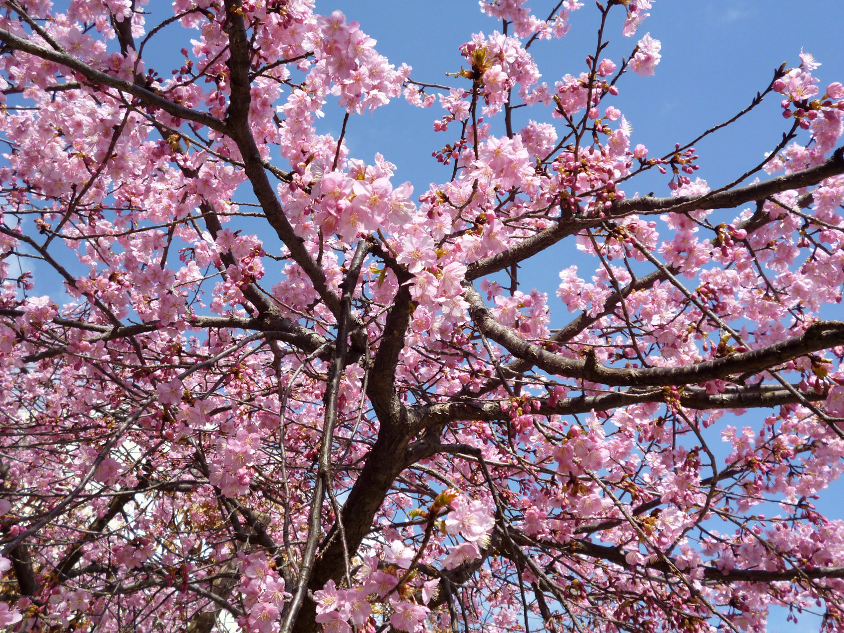 春が来た 河津桜が早くも満開 箕面の かやの広場 まちなかのみどり 大阪