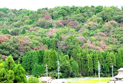 全山に広がった「ナラ枯れ」の例（林野庁ＨＰ＝写真提供：一般社団法人 日本森林技術協会）