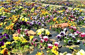 古井戸公園で満開のパンジー(「みのおNOW!」から引用)