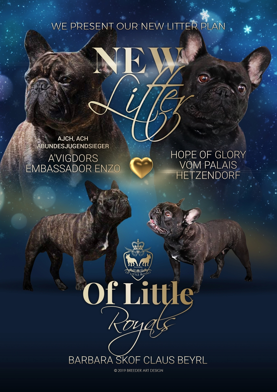 Attention To Me Franzosische Bulldoggen Zuchter Osterreich Fci Okv Welpen Gesund Und Freiantmend Mit Ahnentafel