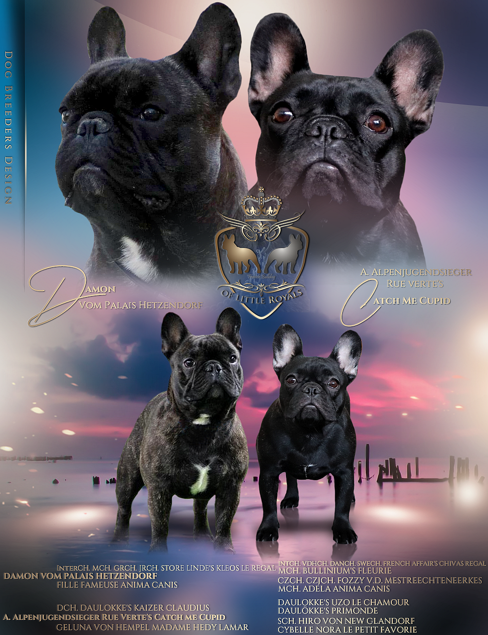 Final Countdown Vergeben Franzosische Bulldoggen Zuchter Osterreich Fci Okv Welpen Gesund Und Freiantmend Mit Ahnentafel